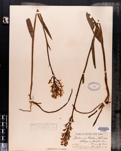Habenaria