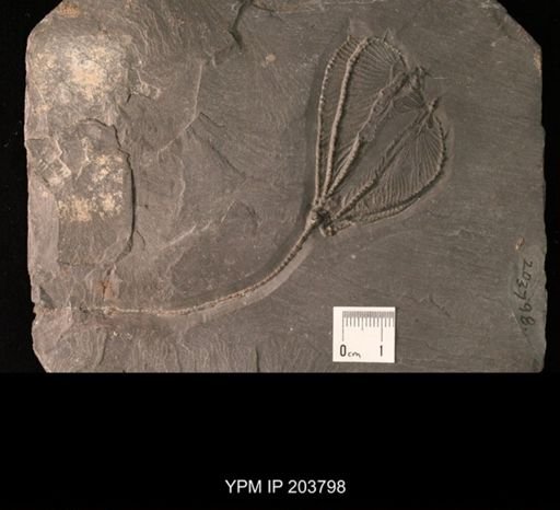 Crinoidea
