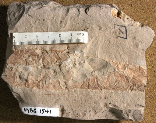 Nymphaeites nevadensis