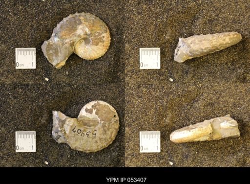 Discoscaphites conradi