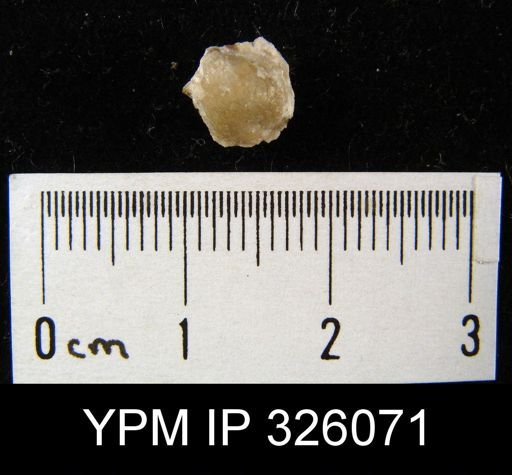Reticularia rostrata