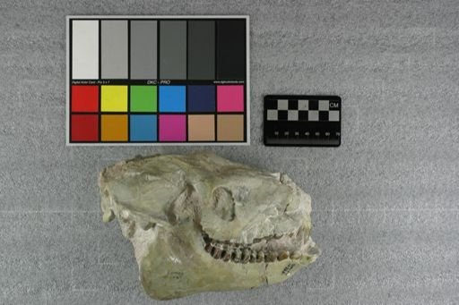Eporeodon major