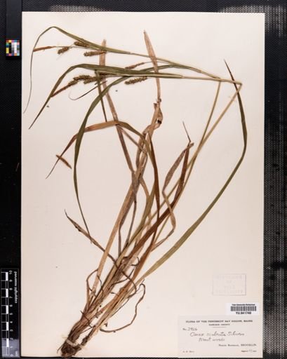 Carex scabrata