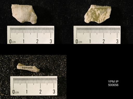 Chonetes granulifer meekanus