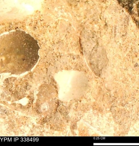 undet. Mollusca