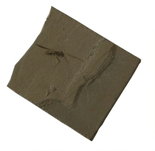 undet. Blattodea