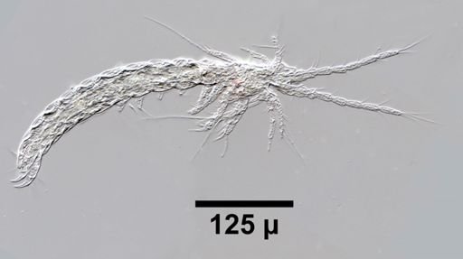 Derocheilocaris typica