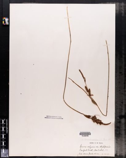 Carex nigra