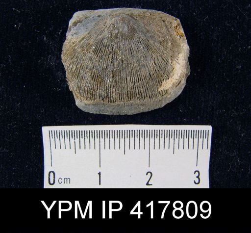 Schuchertella deckerensis