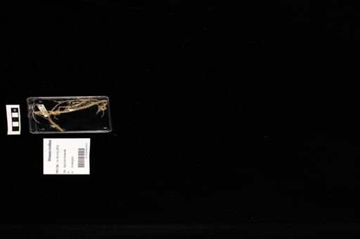 Shinisaurus crocodilurus