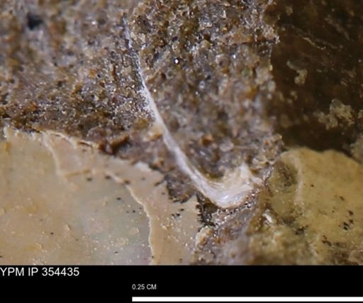 undet. Mollusca