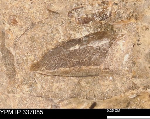undet. Mollusca