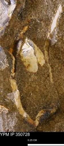 undet. Bivalvia