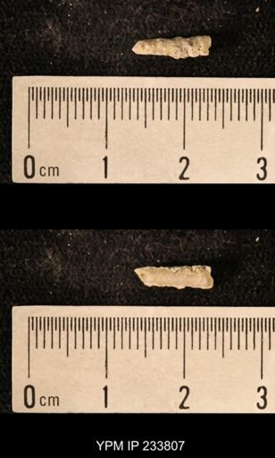 Archaeocidaris sp.