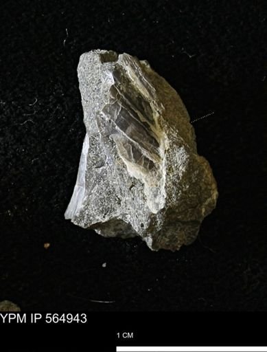 undet. Mollusca