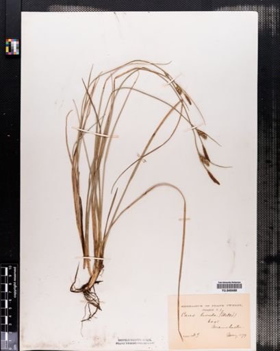 Carex livida