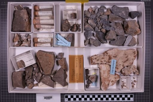 mixed taxa, stratigraphic collection