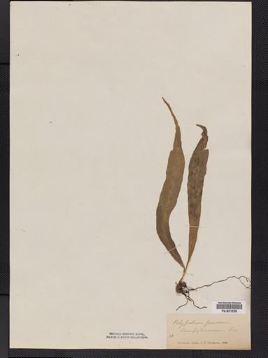 Polypodium