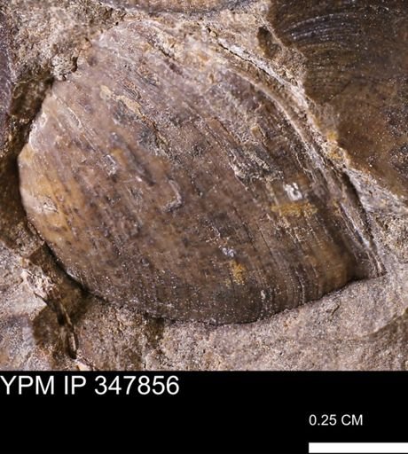 undet. Bivalvia