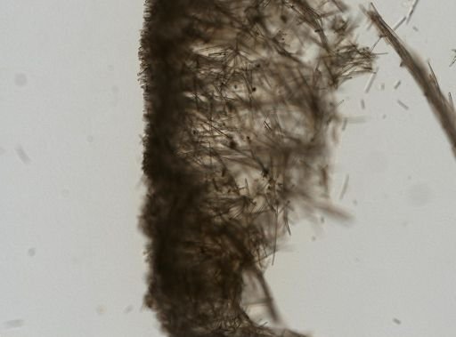 Echinoclathria beringensis