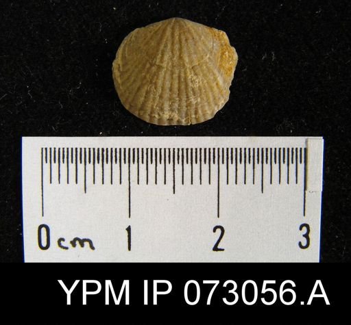 Atrypa tennesseensis
