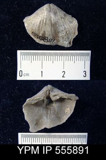Spirifer bisulcatus