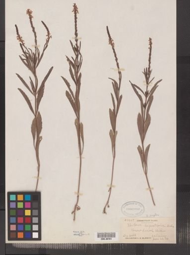Verbena simplex