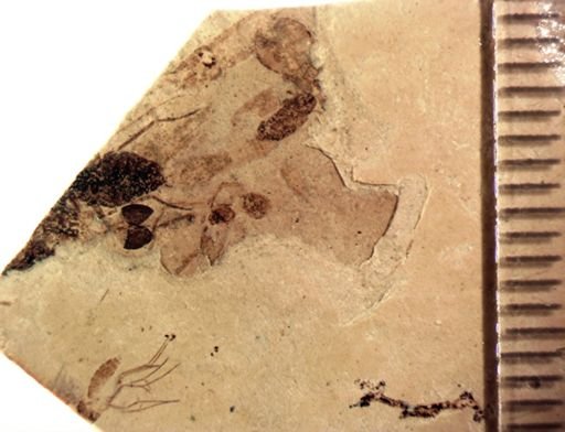 undet. Mycetophilidae