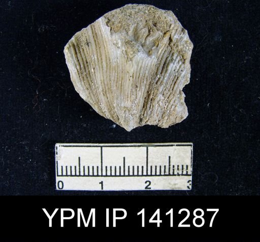 Spirifer (Neospirifer) musakheylensis