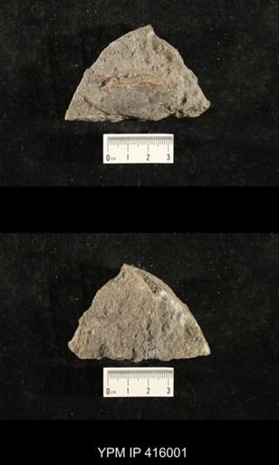 Myalina sp.; fragments of