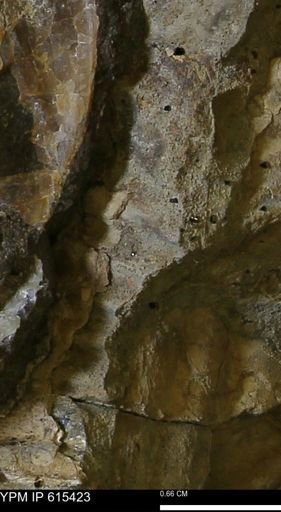 Inoceramus sp.