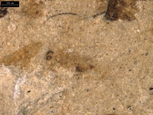 taxon undetermined