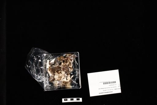 Leucocephalon yuwonoi