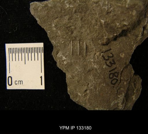Orthoceras nuntium