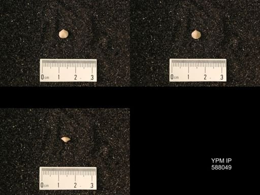 Zygospira modesta