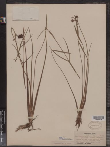 Sagittaria latifolia f. gracilis