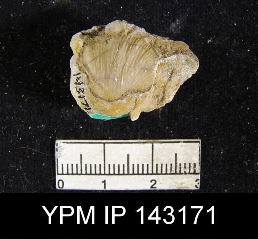 Streptorhynchus (Kiangsiella) pectiniformis