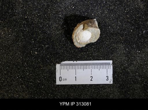 undet. Mollusca