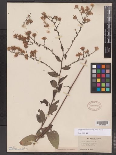 Symphyotrichum undulatum
