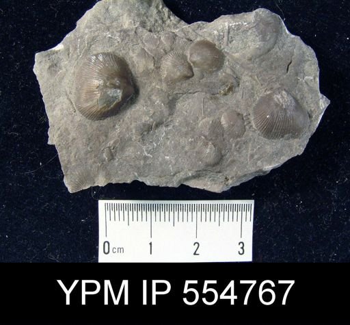 Rhipidomella uberis rhynchonelliformis
