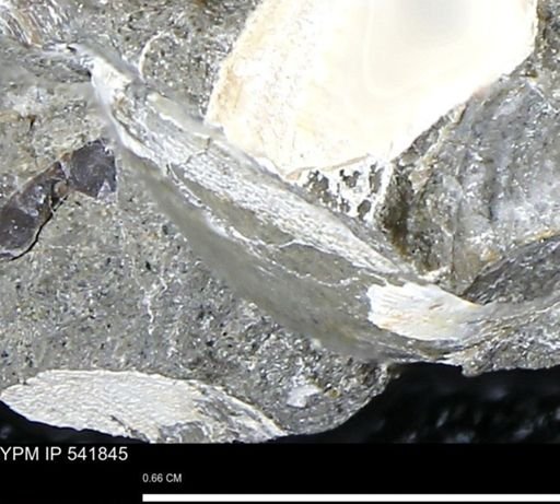 Limopsis striatopunctatus
