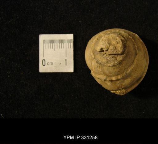 Trepospira sphaerulata