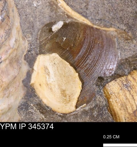 undet. Bivalvia