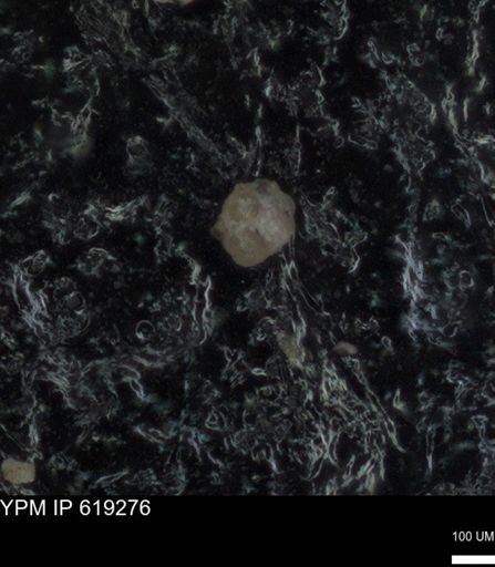 undet. Foraminiferida