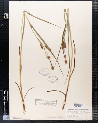 Carex trichocarpa
