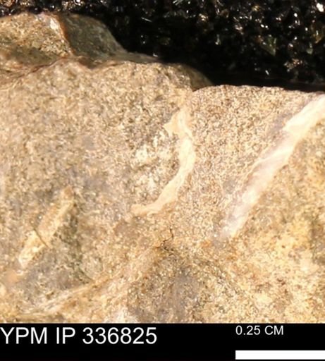 undet. Mollusca