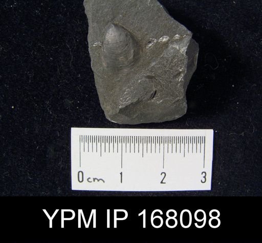 Lingula leana