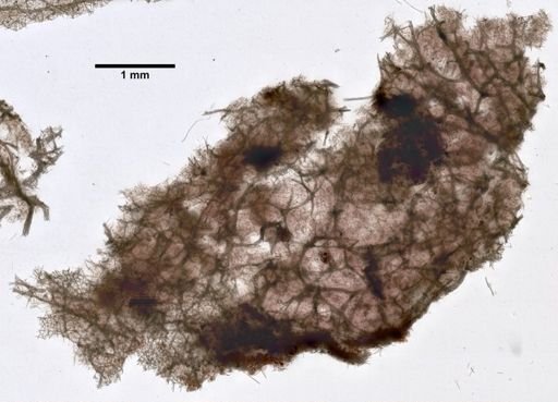 Pellina coeliformis