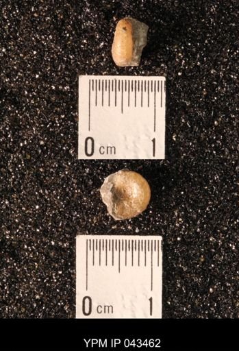 Hoploscaphites nicolletii
