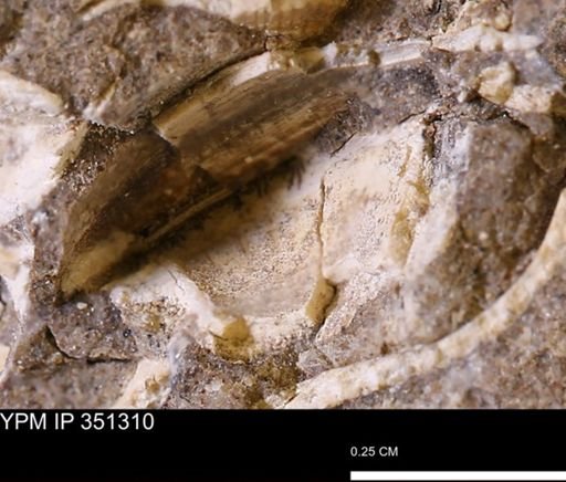 undet. Bivalvia